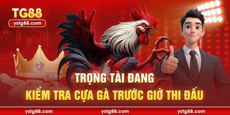 Trọng tài đang kiểm tra cựa trước trận đá gà thomo
